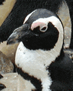 African penguin