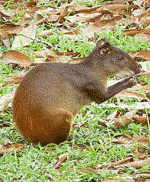 agoutis