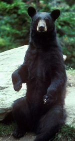 American black bear