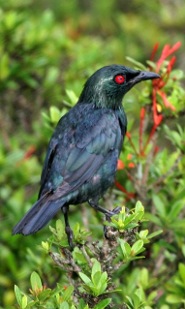 Asian glossy starling