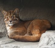 Asian Golden Cat