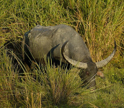 Wild Asiatic Water Buffalo