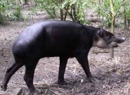 Baird's tapir