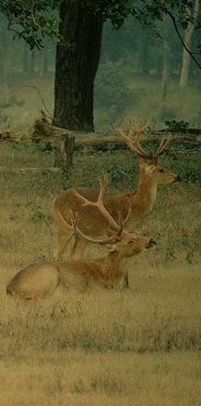 Barasingha