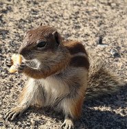 Barbary ground squirrel