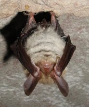 Bechsteins bat