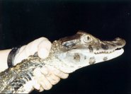 Black caiman