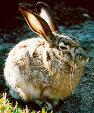 Black-tailed jackrabbit