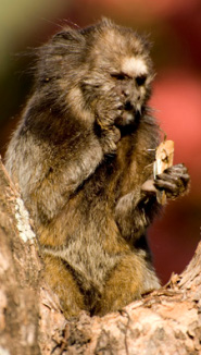 Black tufted marmoset