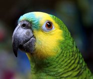 Blue-fronted amazon