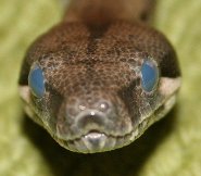 Boa constrictor