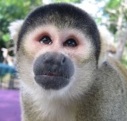 Bolivian Squirrel Monkey