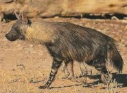 Brown hyena