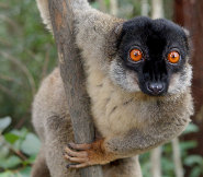 Brown lemur