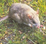 Bush tailed woodrat