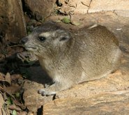 Bush hyrax