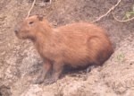 Capybara