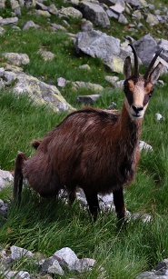 Chamois