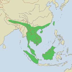 clouded leopard range map