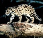 Clouded leopard