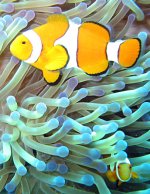 Clownfish