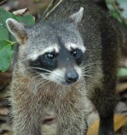 Crab-eating raccoon