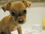 Cute puppie song