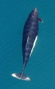 Dall's porpoise