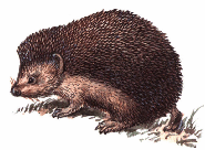 Daurian hedgehog