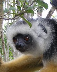 Diademed sifaka