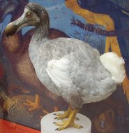 Dodo