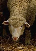 Domestic sheep