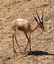 Dorcas gazelle