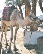 Dromedary