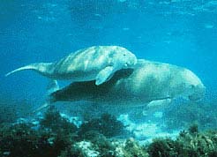 dugong