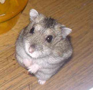 Dzhungarian hamster