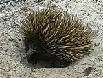 echidna