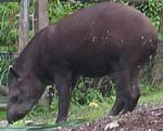 Brazilian Tapir