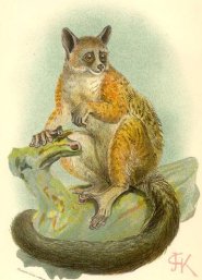 Bioko Allens Bushbaby