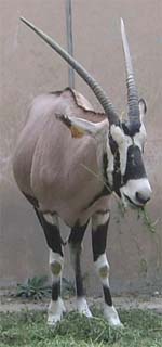 Gemsbok