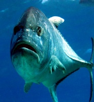 Giant trevally