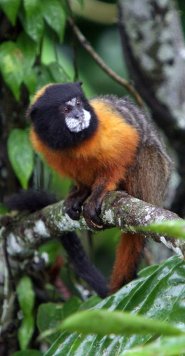 Golden mantled tamarin