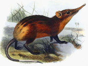 Golden rumped elephant shrew