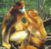 Golden snub nosed monkey