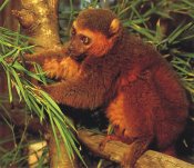 Golden Bamboo Lemur