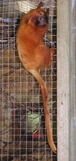 Golden lion tamarin