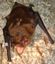 Greater noctule