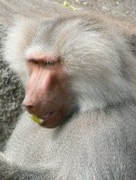 Hamadryas baboon