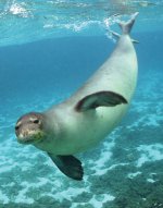 hawaiian monk seal