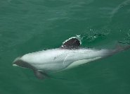 Hector's dolphin